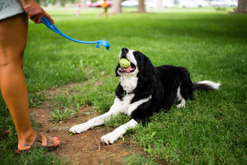 dog playing fetch