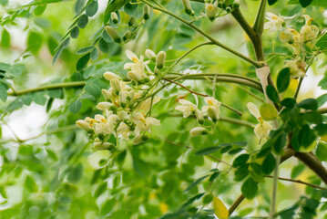 Moringa oleifera, Moringa leaves on tree, green leaves