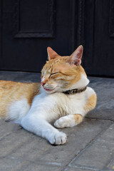Portrait of a beautiful domestic cat lying on the street. Feline closing her eyes 