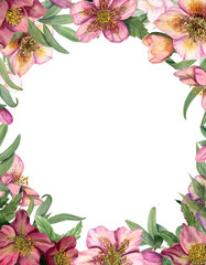 Vertical floral frame with watercolor hellebores isolated on white background. Botanical painting for postcard design, invitation template, for Valentine day, birthday, wedding, mother day cards
