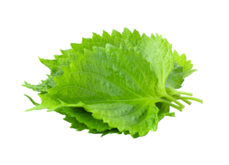 Shiso leaf on transparent png