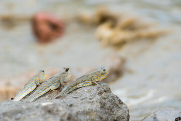 Blue spotted mudskipper (Boleophthalmus boddarti)