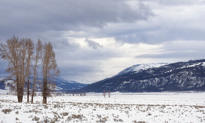 vast view of snow covered mountains and prairie with cloudy sky and trees at the front