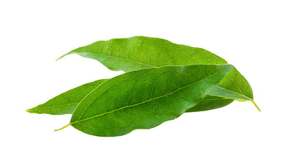Bai-ya-nang (Thai name) (Tiliacora triandra). Thai herb full depth of field on transparent png