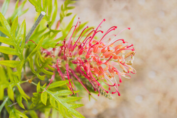 native Australian grevillea plant with red flowers outdoor, shot at shallow depth of field