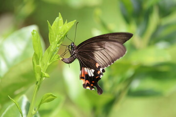 Naklejka na ściany i meble Common Swallowtail Butterfly hanging on a leaf