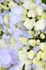 beautiful flower with purple and yellow