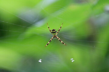 Saint Andrew's Cross Spider on its web