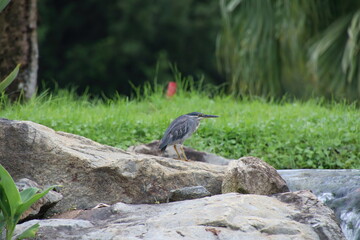 Striated Heron on a rock