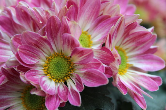 pink chrysanthemum in the garden withe close up angle