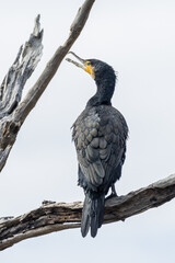 Great Cormorant in Victoria Australia
