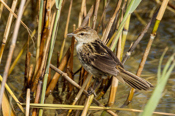Little Grassbird in Victoria Australia