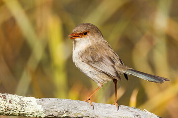 Superb Fairywren in Victoria Australia