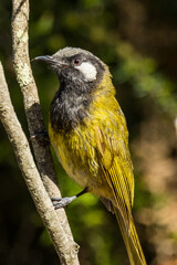 White-eared Honeyeater in Victoria Australia