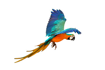 Colorful flying parrot isolated on transparent background.