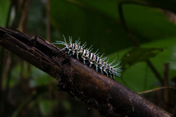 caterpillar on a branch