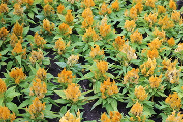 yellow and orange flowers