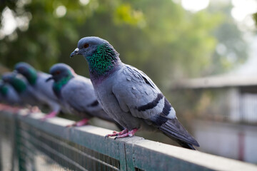 Pigeons