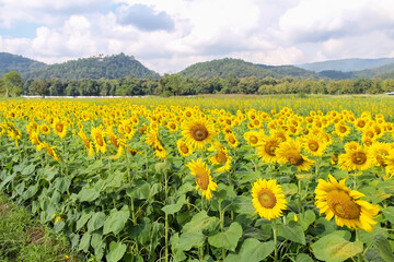 Sunflower field blooming on mountains view and cloud sky background