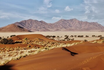 Fototapeta na wymiar The red, windswept sand of Sossusvlei in the Namib Desert, Namibia, where vegetation has adapted to survive the harsh conditions. The large sand dune known as Big Daddy, is in the background.