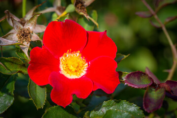 Red wild rose flower in a garden