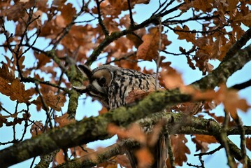 Fototapeta na wymiar Long eared owl looking around in an oak tree