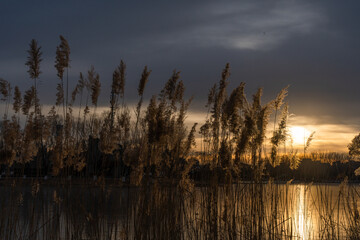 Reeds under the sunset in Beijing Chaoyang Park