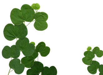 green leaf isolated on white background