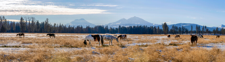 Panorama of Horses on a Ranch with the Cascade Mountains in the Background in Central Oregon