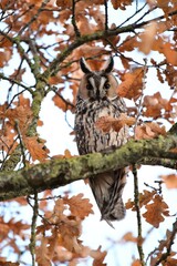 Long eared owl in an oak tree
