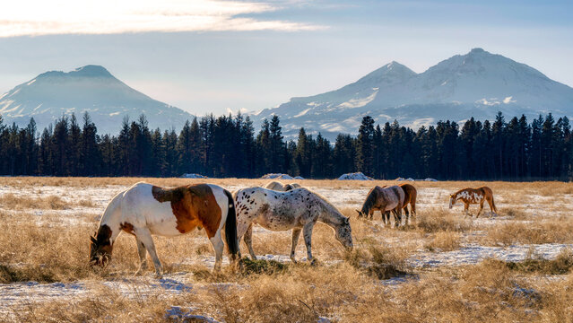 Horses on a Ranch with the Cascade Mountains in the Background in Central Oregon