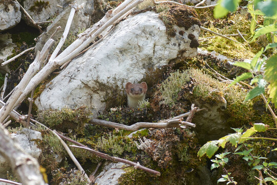 hermine en savoie