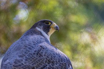 Peregrine Falcon Raptor Portrait With Open Wings 