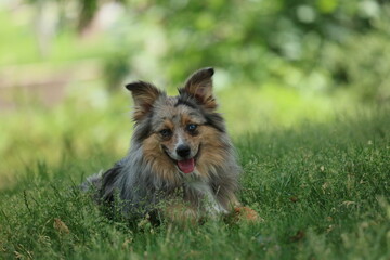 Dog on grass