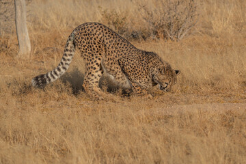 A cheetah searching for prey in the grasslands of the Kalahari Desert in Namibia.