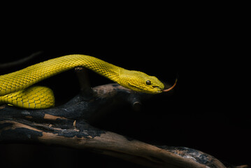 Yellow insuralis snake on a branch