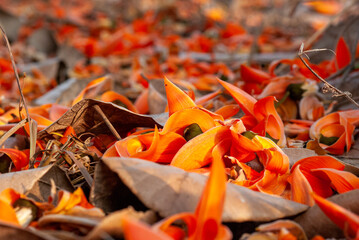 The blossoms of the Bengal kino plant (scientific name: Butea monosperm) that fall on the ground.