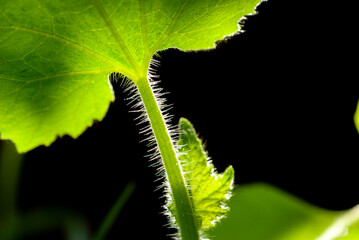 Close-up of the hairs growing on the cucumber vine on a black background.