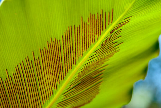 Plant Spores" Images  Browse 187 Stock Photos, Vectors, and Video | Adobe  Stock