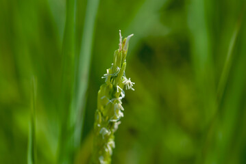 Flower of rice stuck on a grain on a blurred background.