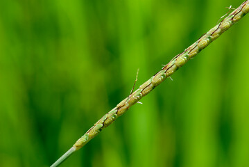 Close-up shot of wrinkle duck-beak flower, scientific name Ischaemum rugosum, on a blurred background