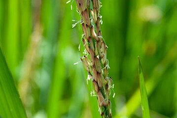 Close up of the ears of rice and flowers on a blurred background.