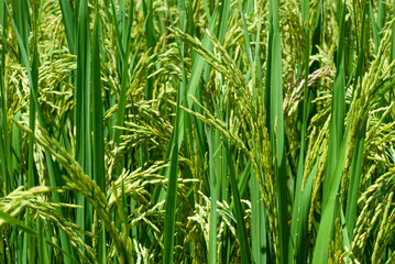 Background image from rice fields and paddy fields.