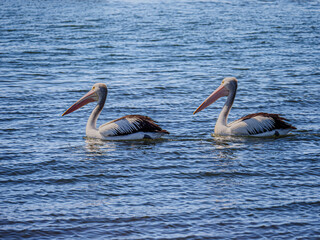 Pelicans In Echalon