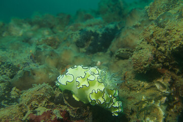 Fototapeta na wymiar Yellow nudibranch in the coral reefs