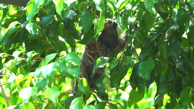 Long tail monkey, common marmoset, callithrix jacchus climbing on a tree curiously wondering around its surroundings with dense green leaves in its natural habitat, close up shot under bright sunlight