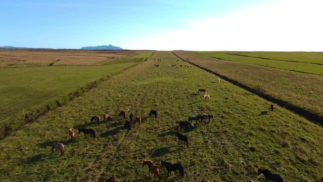 Aerial drone shot of group of horses grazing in the green meadows. 