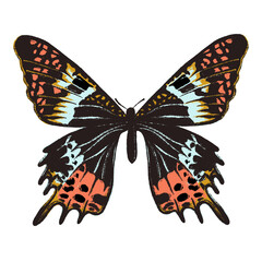 Fototapeta premium Artistic butterfly, brush and paint texture. High quality illustration