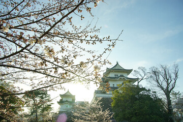桜咲く春の伊賀上野城