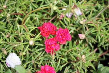 Portulaca grandiflora is a succulent flowering plant in the family Portulacaceae. It has many common names, including rose moss, eleven o'clock, Mexican rose, rock rose, and moss-rose purslane.